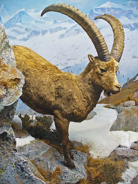 Wild Goat - Capra ibex ©Wiki
