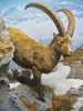 Wild Goat - Capra ibex ©Wiki