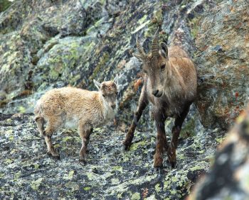 Wild Goat - Ibex and young ©WikiC