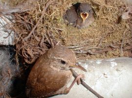 Winter Wren Female and chick ©Wikipedia