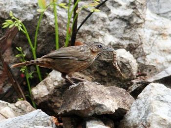 Limestone Wren-Babbler (Napothera crispifrons) by Peter Ericsson