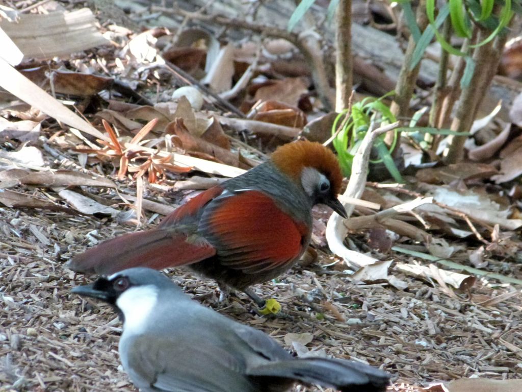 Red-tailed Laughingthrush (Trochalopteron milnei) by Lee