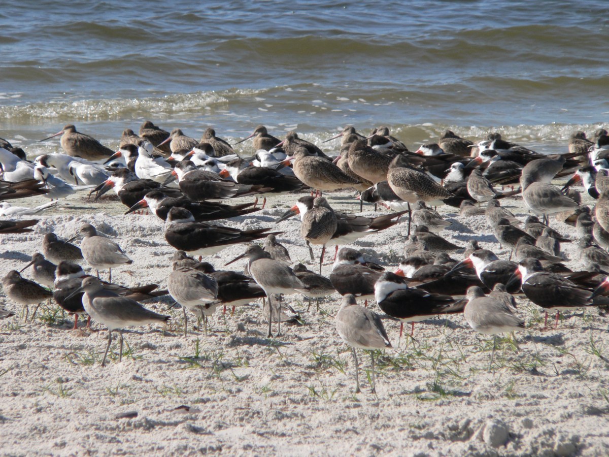 Seashore at MacDill AFB by Lee