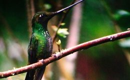 Birds of the Bible – Whole Armour of&nbsp;God