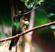 Sword-billed Hummingbird (Ensifera ensifera)©WikiC