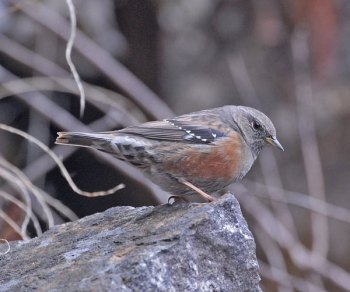 Alpine Accentor (Prunella collaris) by Nikhil Devasar