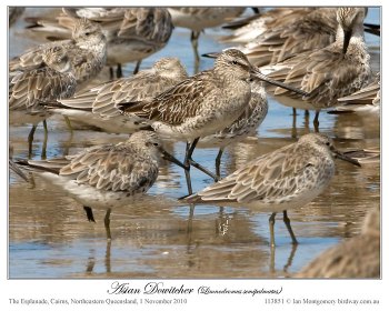 Asian Dowitcher (Limnodromus semipalmatus) by Ian