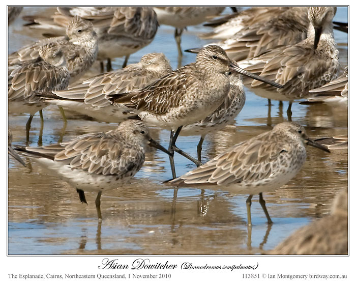 Asian Dowitcher (Limnodromus semipalmatus) by Ian
