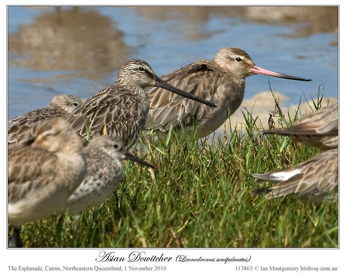 Asian Dowitcher (Limnodromus semipalmatus) by Ian
