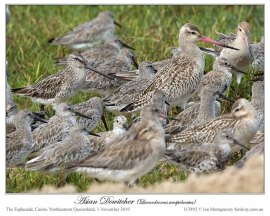 Asian Dowitcher (Limnodromus semipalmatus) by Ian