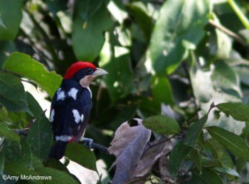 Black-girdled Barbet (Capito dayi) ©CC