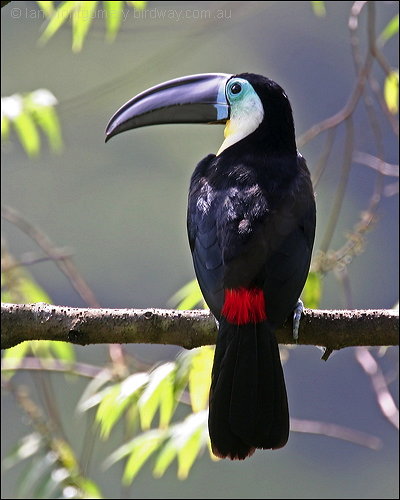 Channel-billed Toucan (Ramphastos vitellinus) by Ian