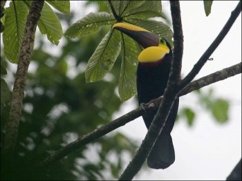 Chestnut-mandibled Toucan (Ramphastos swainsonii) by Ian