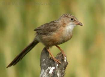 Common Babbler (Turdoides caudata) by Ian