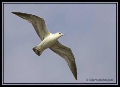 Common Gull (Larus canus) by Robert Scanlon