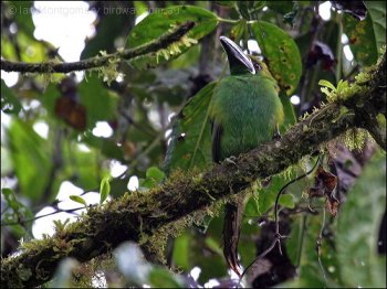 Crimson-rumped Toucanet (Aulacorhynchus haematopygus) by Ian