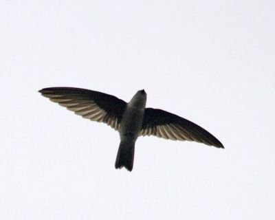 Edible-nest Swiftlet (Aerodramus fuciphagus) ©WikiC