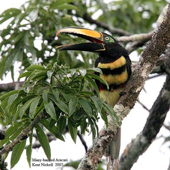 Many-banded Aracari (Pteroglossus pluricinctus) by Kent Nickel