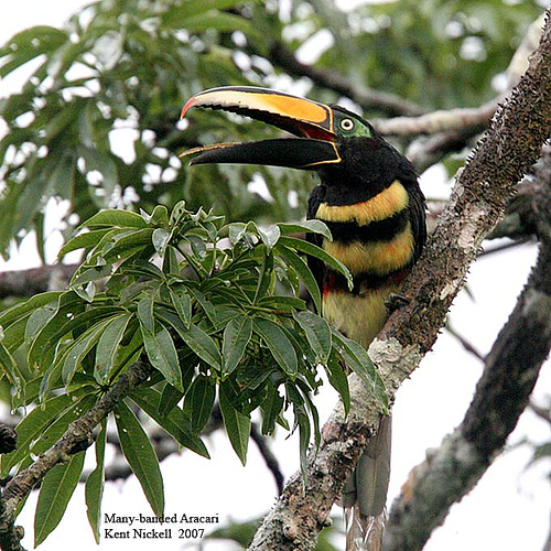 Many-banded Aracari (Pteroglossus pluricinctus) by Kent Nickel
