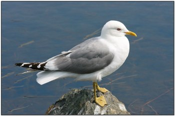 Mew Gull (Larus canus) by Daves BirdingPix Mew Gull (Larus canus) by Daves BirdingPix