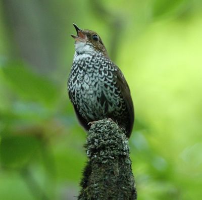 Scaly-breasted Wren-babbler (Pnoepyga albiventer) ©©