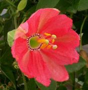 Passiflora mixta galupa - Suncrest Nurseries