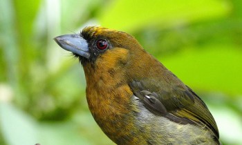 Prong-billed Barbet (Semnornis frantzii) ©CC