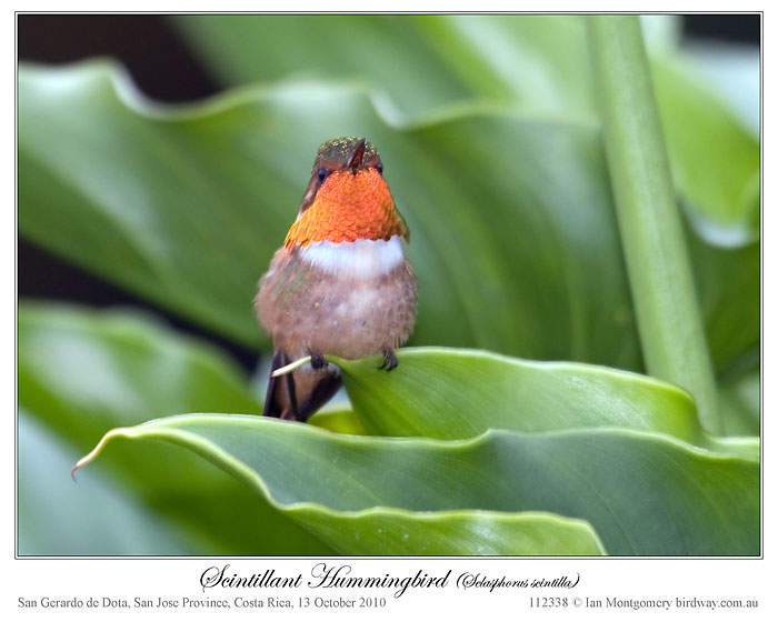 Scintillant Hummingbird (Selasphorus scintilla) by Ian