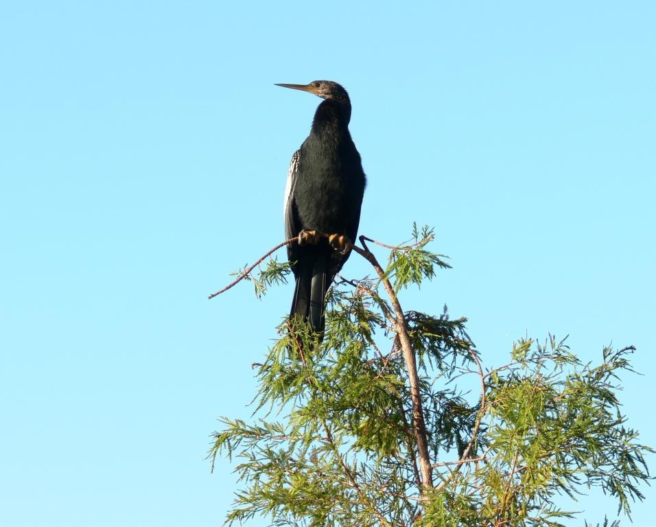 SLkHwd-Anhinga (Anhinga anhinga) by Lee