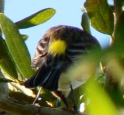 Myrtle Warbler (Dendroica coronata) Bright yellow rump