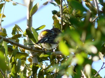Myrtle Warbler (Dendroica coronata)
