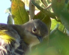 Myrtle Warbler (Dendroica coronata) White supercilium and broken eye
