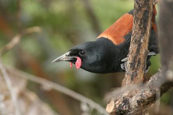 South Island Saddleback (Philesturnus carunculatus) ©WikiC