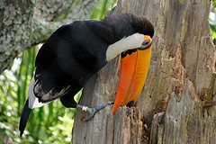Toco Toucan (Ramphastos toco) by Maji