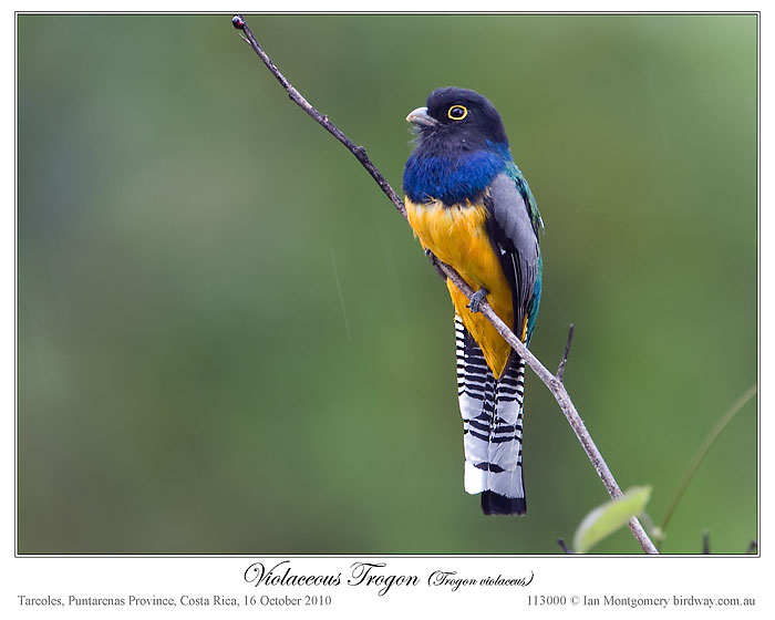 Violaceous Trogon (Trogon violaceus) by Ian