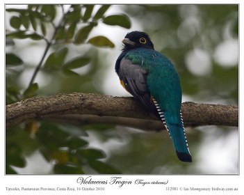 Violaceous Trogon (Trogon violaceus) by Ian
