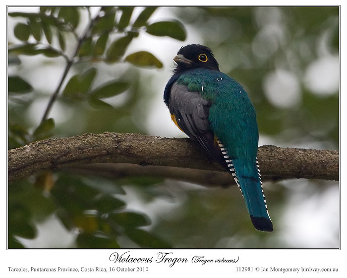 Violaceous Trogon (Trogon violaceus) by Ian