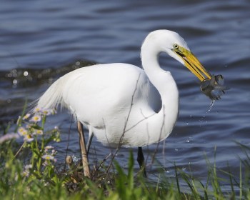 Western Great Egret (Ardea alba) With Fish by AestheticPhotos