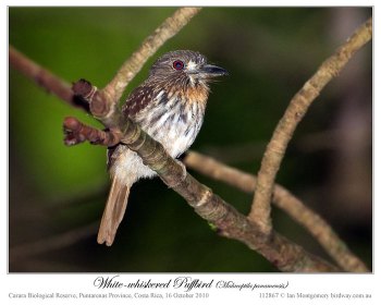 White-necked Puffbird (Notharchus hyperrhynchus) by Ian