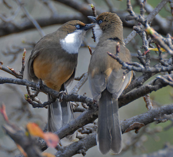 White-throated Laughingthrush (Pterorhinus albogularis) by Nikhil Devasar