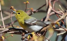 Avian and Attributes –&nbsp;Vine