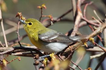 Yellow-throated Vireo (Vireo flavifrons) ©WikiC