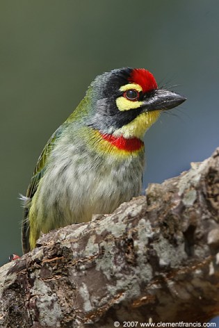 Coppersmith Barbet (Megalaima haemacephala) by Clement Francis Coppersmith Barbet (Megalaima haemacephala) by Clement Francis