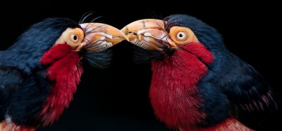 Bearded Barbet (Lybius dubius) ©© Passing food