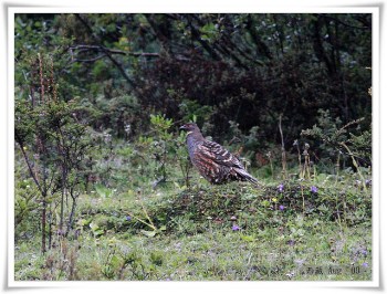 Szechenyi's Monal-Partridge (Tetraophasis szechenyii) ©Ross-Flickr