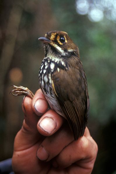 Peruvian Antpitta (Grallaricula peruviana) ©WikiC