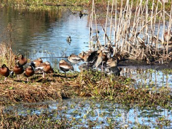 Black-bellied Whistling Duck (Dendrocygna autumnalis) by Lee