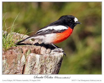 Scarlet Robin (Petroica boodang) by Ian