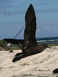 Christmas Shearwater (Puffinus nativitatis) ©WikiC