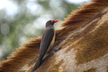 Red-billed Oxpecker (Buphagus erythrorhynchus) on Giraffe©©